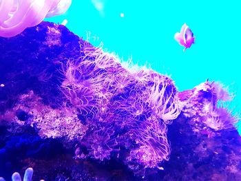 View of jellyfish swimming in sea