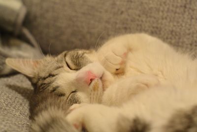 Close-up of cat sleeping