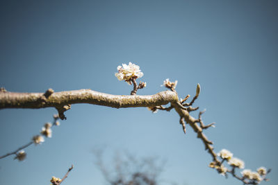 Low angle view of cherry blossoms against clear sky