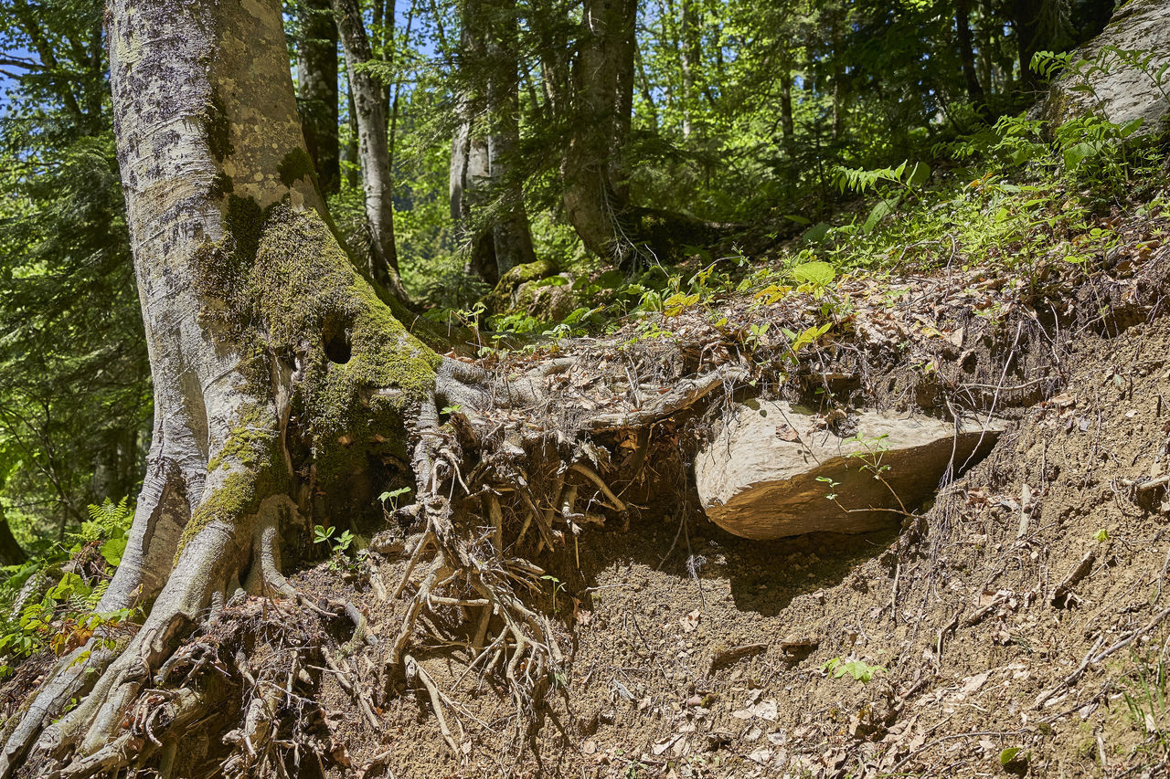 PLANTS GROWING ON TREE TRUNK