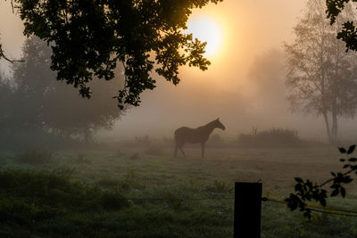 View of a horse on field during sunset