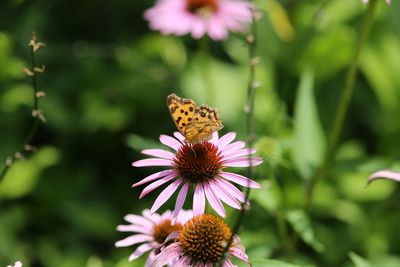 Close-up of butterfly pollinating on flower