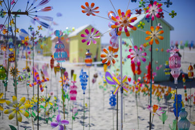 Close-up of flowers