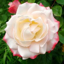 Close-up of white rose blooming outdoors