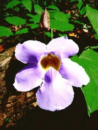 Close-up of purple flower