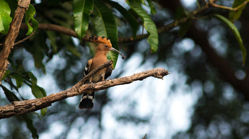 Low angle view of bird perching on tree