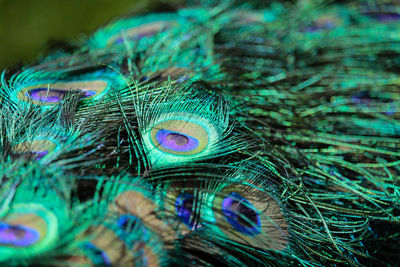 High angle view of a peacock feathers