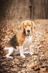 Portrait of puppy sitting on land