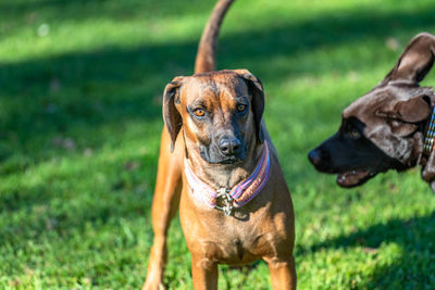 Portrait of a dog on field