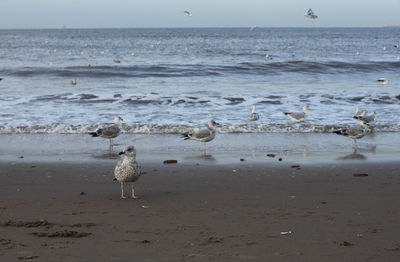 Seagulls on shore at beach