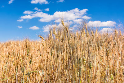 Wheat field in summer in south of france