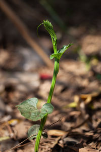 Spine gourd plant organic farming