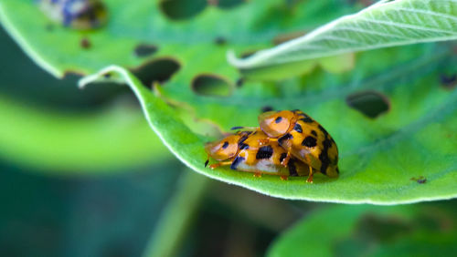 Close-up of ladybug on leaf