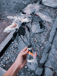 Close-up of hand holding fresh white flowers