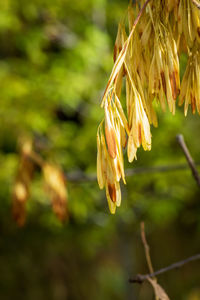 Close-up of wilted flower against blurred background