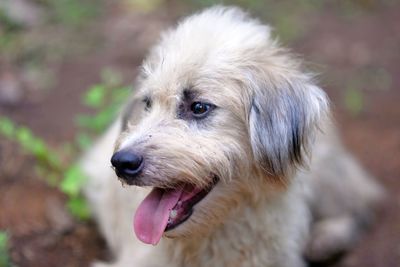 Close-up portrait of dog