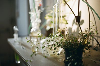 Close-up of plant against blurred background