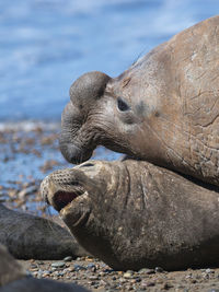 Close-up of seal