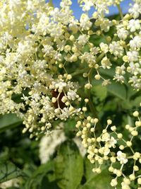 Close-up of white flowers