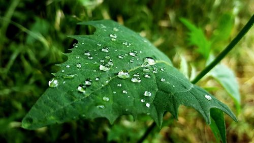 Close-up of wet plant