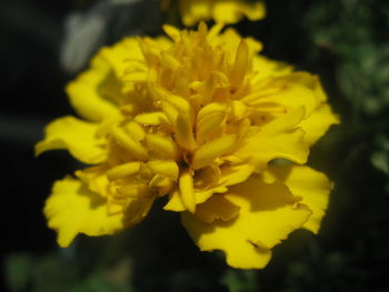 Close-up of yellow flower