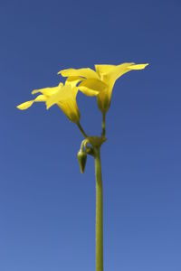 Close-up of yellow flowering plant against clear blue sky