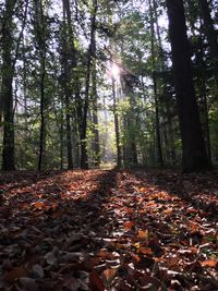 Trees in forest during autumn