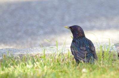 Close-up of bird perching on grass