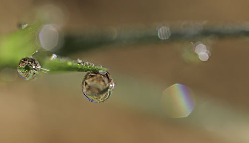 Close-up of water drops on bubbles