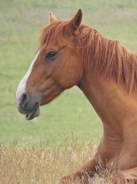 Close-up of horse on field