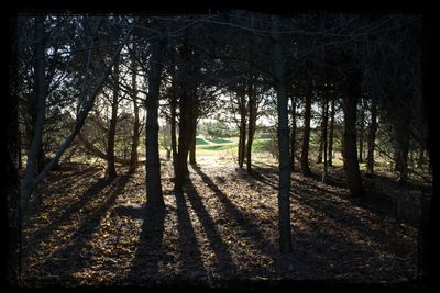 Trees in forest