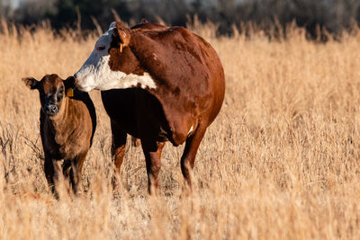 Hereford cow and her crossbred calf in a brown pasture to the left with negative space.