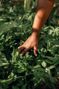 Close-up of hand holding plant