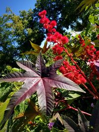 Close-up of red flowering plants against trees