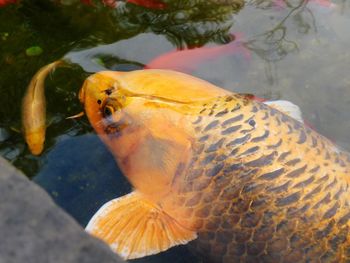 Close-up of fish swimming in sea