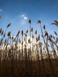 sky