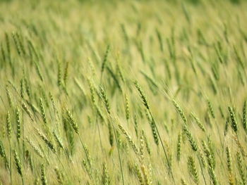 Close-up of stalks in field