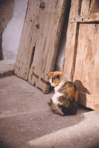 Cat sitting on a wood