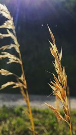 Close-up of wheat growing on field