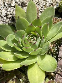 High angle view of succulent plant