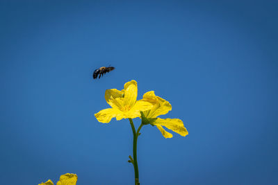 Bee on a loofah gourd floer against the blue sky