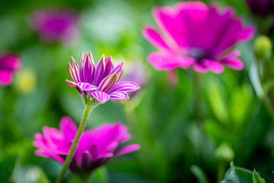 Close-up of pink flowering plant