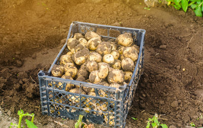 A box of freshly picked potatoes in a field. harvesting, harvest. 