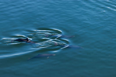 High angle view of turtle swimming in sea