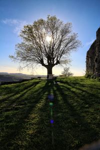 Tree on field against sky