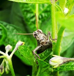 Close-up of insect on plant