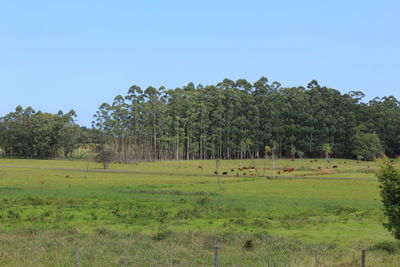 Scenic view of trees on field against sky