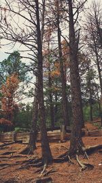 Trees in forest during autumn