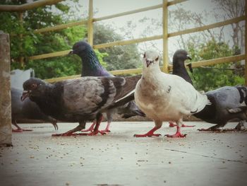 Ducks on ground