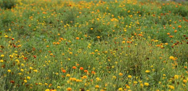 Full frame shot of yellow flowers blooming in field